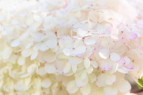 Delicate white hydrangea flowers in soft light Foto stock