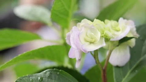 Delicate White Hydrangea Flowers Swaying Gently After Rain Видео 336883275