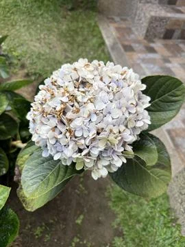 Delicate White Hydrangea in a Lush Garden Stock Photos