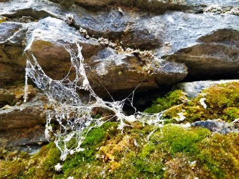 Delicate White Lacey Spider Web Spun Against a Plush Mossy Carpeted Precipice. Stock Photos