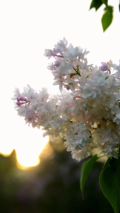 Delicate white lilac flowers gently swaying in a soft breeze. Golden hour l.. Vidéo 335156477
