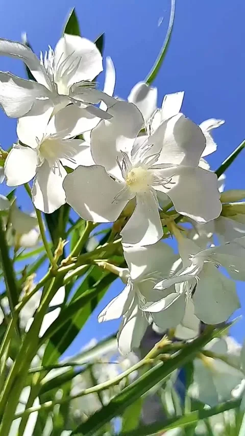 Delicate white oleander flowers gently swaying in the breeze Stock Footage 312312120