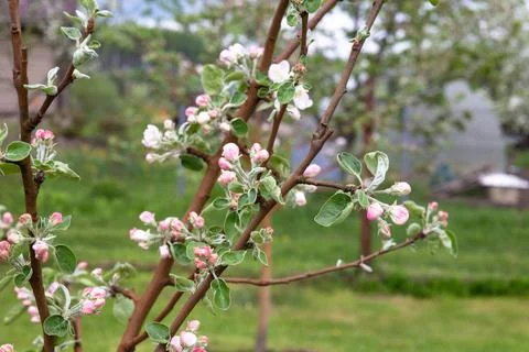 Delicate white-pink spring apple flowers with young green leaves growing on a Stock Photos