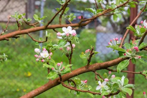 Delicate white-pink spring apple flowers with young green leaves growing on a Stock Photos