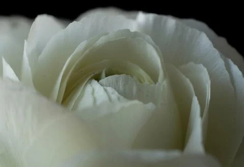 Delicate white ranunculus at close range, spring Stock Photos