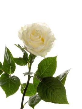 Delicate white rose Stock Photos