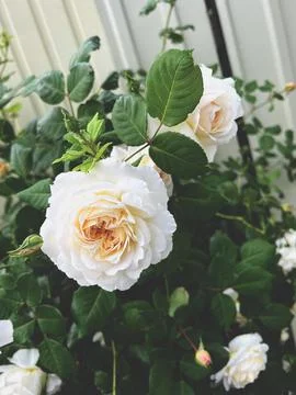 Delicate white rose Stock Photos