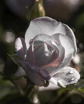 Delicate white rose Stock Photos