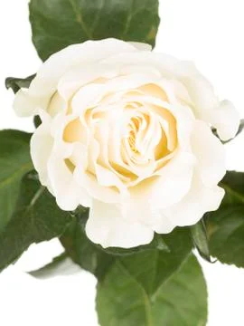 Delicate white rose on a white background Stock Photos