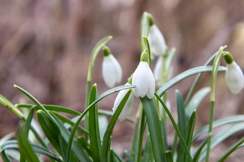 Delicate white snowdrops emerging through a layer of dry, brown leaves. Their Stock Photos