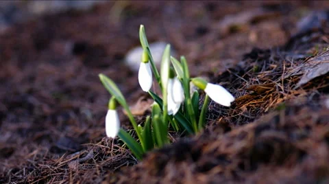 Delicate, white snowdrops. Stock Footage 47927632