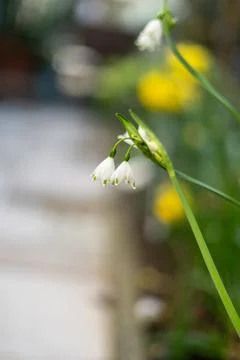 Delicate White Snowflake Flowers in a Spring Garden Stock Photos