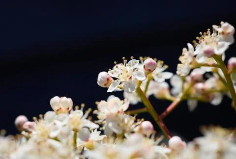 Delicate White Spring Blossoms Against Dark Background Fotos Stock