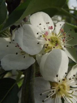 Delicate white spring blossoms on apple trees Stock Photos