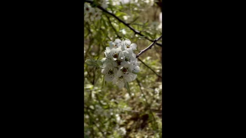 Delicate White Spring Blossoms Stock Footage 310327208