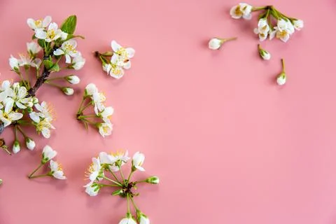 Delicate white spring blossoms on soft pink pastel background Stock Photos