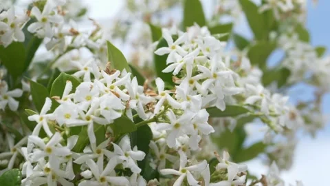 Delicate white star jasmine blossoms symbolize purity, relaxation and natural Stock Footage 335745258