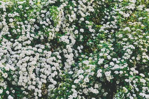 Delicate white summer spring shrub flowers carpet 스톡 사진