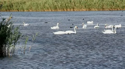 Delicate white swans floating on the blue lake Stock Footage 12274574