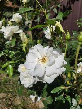Delicate white tea rose blooming in green summer garden Stock Photos