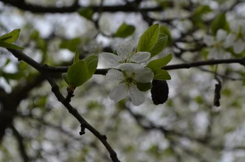 Delicate White Tree Flowers In Spring Season Stockfoto's