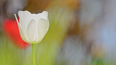 Delicate white tulip blossoms in spring, swaying gently in the garden, 4K slow Stock Footage 295368918