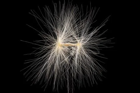 Delicate White Weed On Black Background Stock Photos