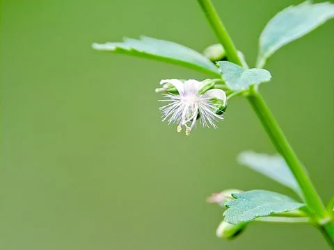 Delicate white wildflower  Stock Photos