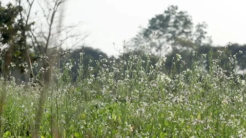 Delicate White Wildflowers Growing in Open Meadow Stock Footage 327919340
