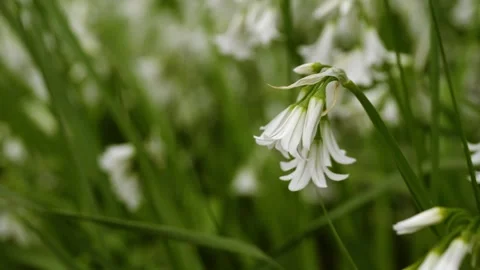 Delicate white wildflowers macro close up Stock Footage 241823523