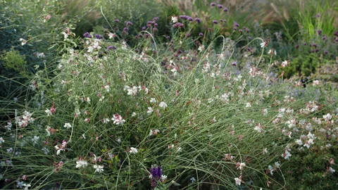 Delicate white wildflowers with thin stems in summer garden Stock Footage 318847190