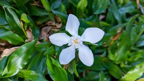 Delicate white Wrightia flowers open. Stock Photos