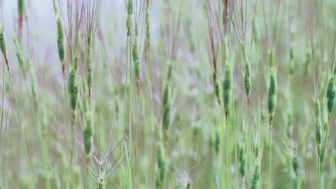 Delicate Wild Grass Ears with Soft Focus Bokeh Close Up Stock Footage 338321375