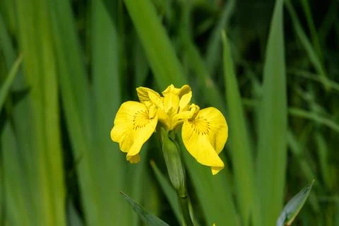 Delicate wild yellow iris flower in full bloom, in a garden in a sunny day Stock Photos