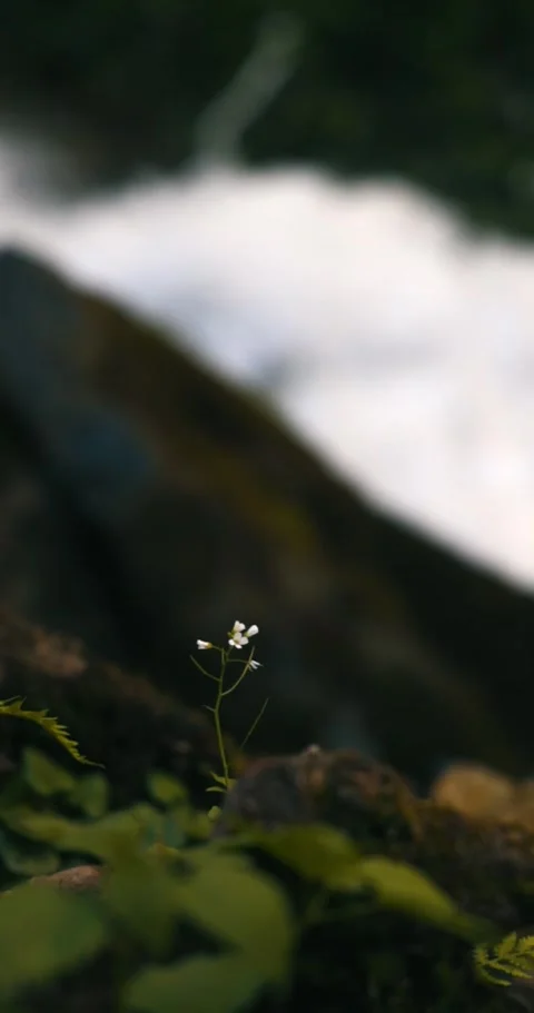 Delicate Wildflower by Rushing River Waterfall Stock Footage 326722989