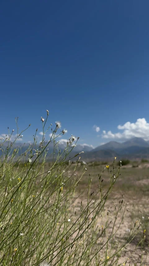 Delicate wildflowers and distant mountains in Jeti-Oguz, Kyrgyzstan, 4K vertical Stock Footage 342028654