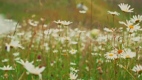 Delicate wildflowers dancing beneath soft summer wind, serene pastoral scene Stock Footage 315563094