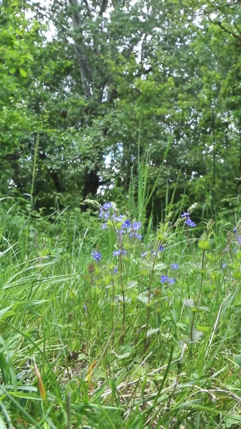 Delicate wildflowers in forest clearing with dappled light Video stock 310711713