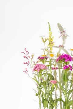 Delicate wildflowers Stock Photos