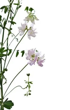 Delicate wildflowers Stock Photos