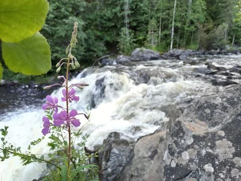 Delicate willow tea flower on the background of Karelian waterfall Stock Photos