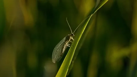 Delicate winged insect resting on green leaf Stock Footage 340779618
