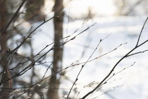Delicate winter branches and tiny buds catch soft sunlight Stock Photos