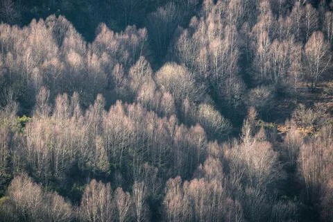 Delicate winter landscape with soft light coming through the forests Stock Photos