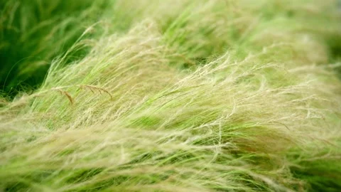Delicate wispy ornamental grass, soft flowing natural texture background 4K25p Vidéo 336649750