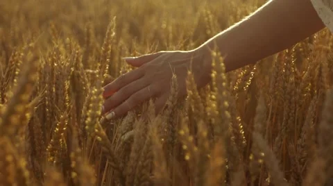 Delicate woman’s hand running through the spikes of ripened golden wheat Stock Footage 66481851