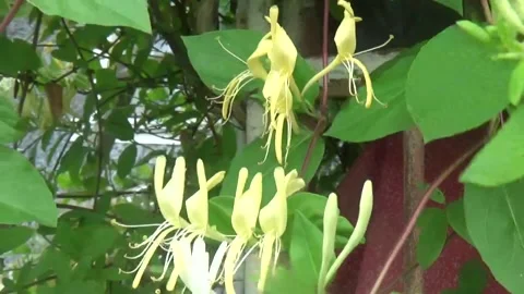 Delicate yellow and white small flowers of Japanese honeysuckle Lonicera Stock Footage 312674925