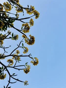 Delicate Yellow Blossoms on Tree Branches Against a Vast Cloudless Blue Sky Stock Photos