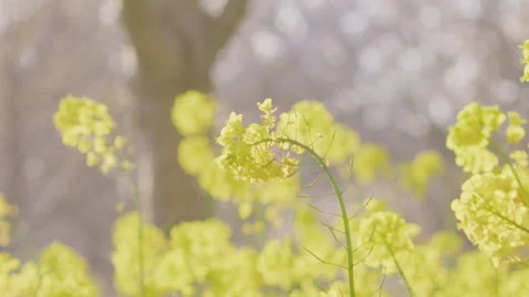 Delicate Yellow Flower Clusters Swaying in Soft Sunlight Stockbeeldmateriaal 334842188