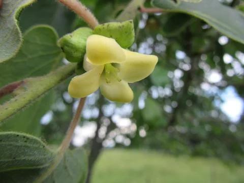 The delicate Yellow Flower of the Persimmon Fruit Stock Photos
